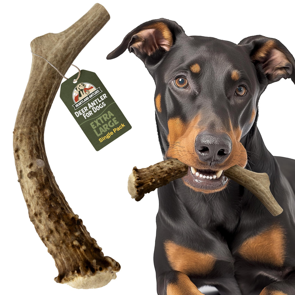 Deer Antler Dog Chew XL 8-10 in U3386